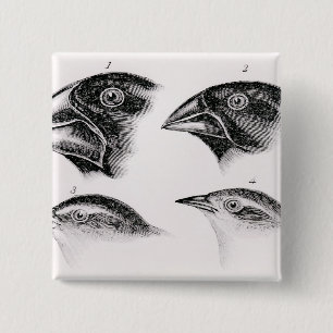 Darwin's bird observations 2 inch square button