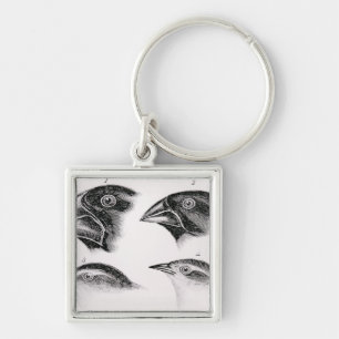Darwin's bird observations keychain