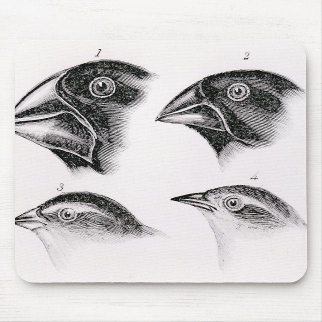 Darwin's bird observations mouse pad (Front)