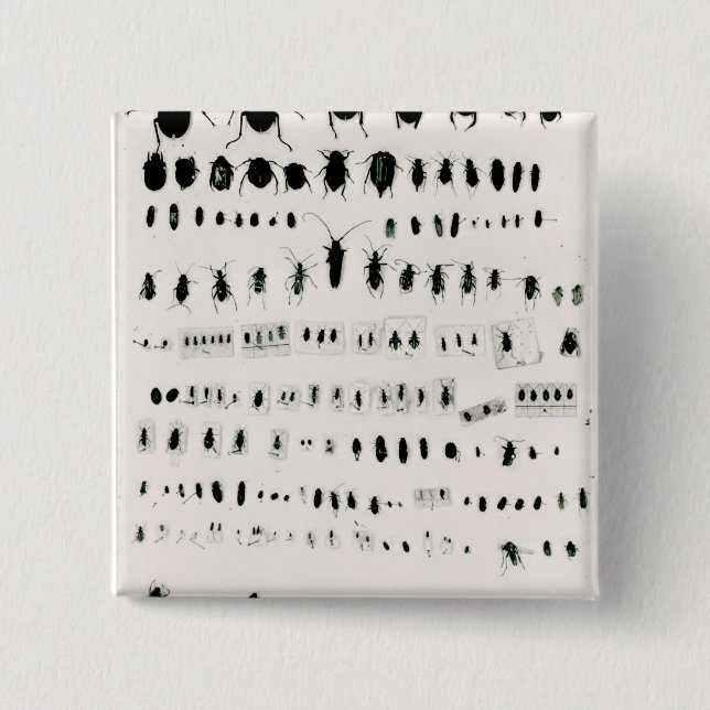 Darwin's insect collection 2 inch square button (Front)