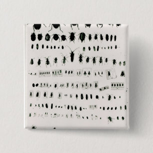 Darwin's insect collection 2 inch square button
