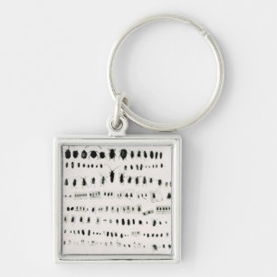 Darwin's insect collection keychain