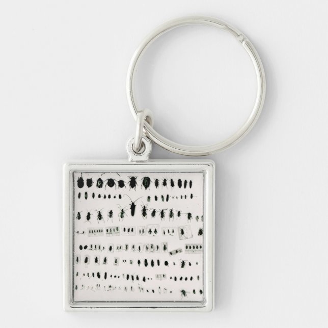 Darwin's insect collection keychain (Front)