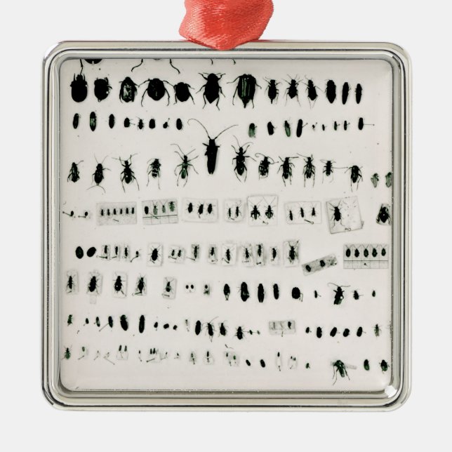 Darwin's insect collection metal ornament (Front)