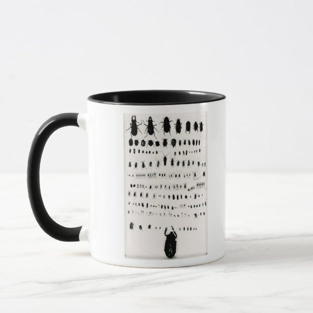Darwin's insect collection mug (Left)