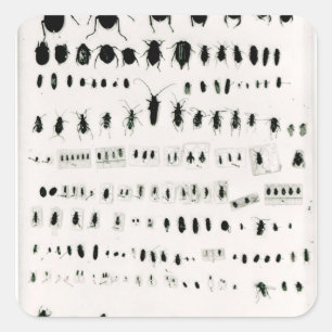 Darwin's insect collection square sticker