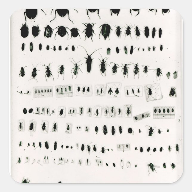 Darwin's insect collection square sticker (Front)