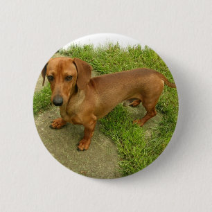Daschund Pin