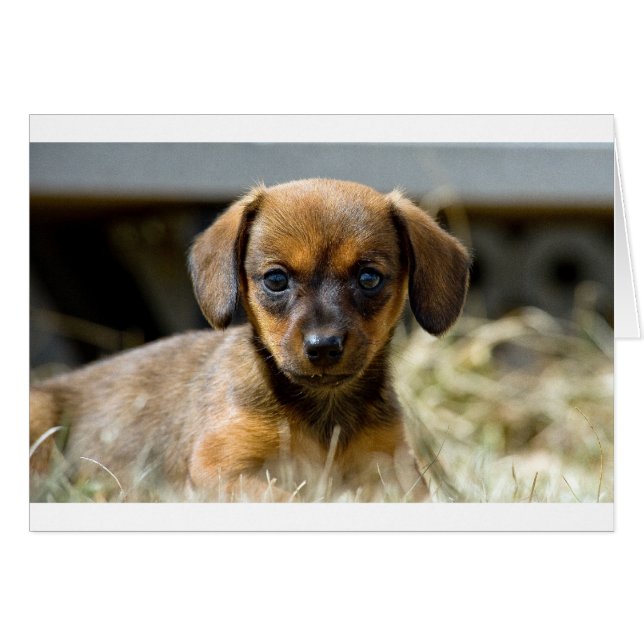 Daschund Pup (Front Horizontal)