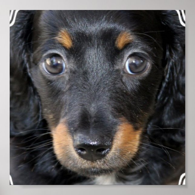 Daschund Puppy Dog Poster (Front)