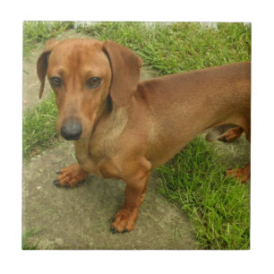 Daschund Tile