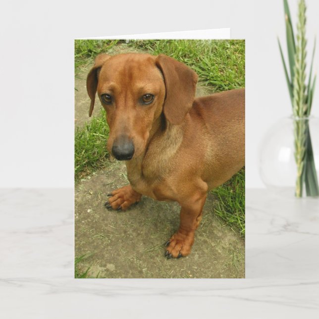 Daschund  Vertical Greeting Card (Front)