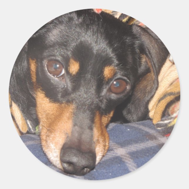 Daschund Weener Dog face Classic Round Sticker (Front)