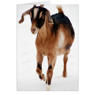 Dashin sunnite dans la neige