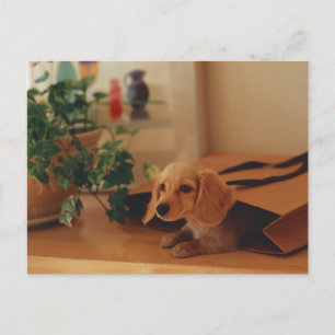 Dashshund Postcard