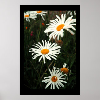 Dasiy Days Poster