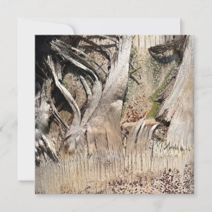 Date Palm Tree Trunk Texture Closeup Photo Image Card