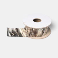 Date Palm Tree Trunk Texture Closeup Photo Image