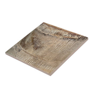 Date Palm Tree Trunk Texture Closeup Photo Image Tile