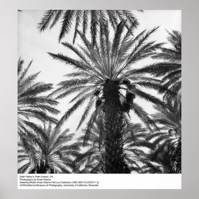 Date Palms in Palm Desert by Ansel Adams Poster (Front)