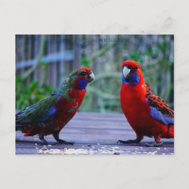 Dating Time Postcard (Front)