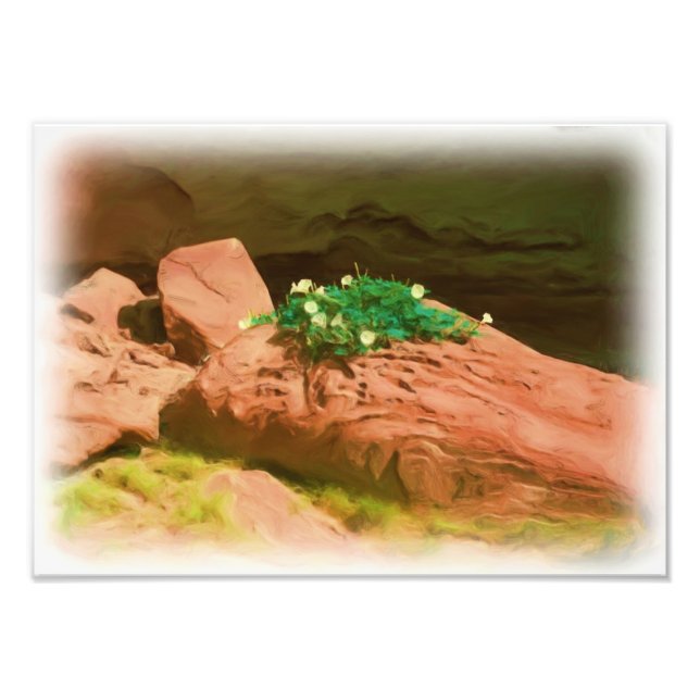 Datura Cavern Photo Print (Front)