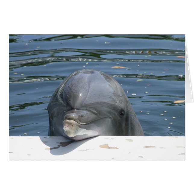 Dauphin (Devant Horizontal)