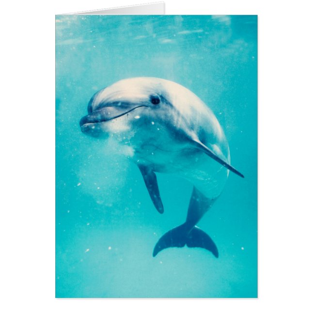 Dauphin de Bottlenosed sous-marin (Devant)