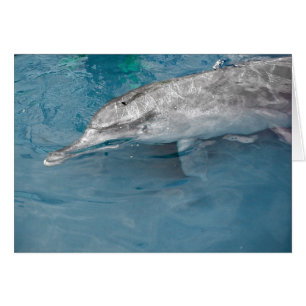 Dauphin sauvage du Pacifique de l'Indo