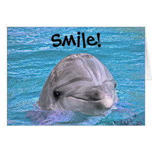 Dauphin souriant - Souriez !