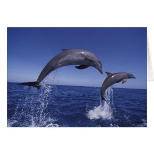 dauphins à gros nez des Caraïbes