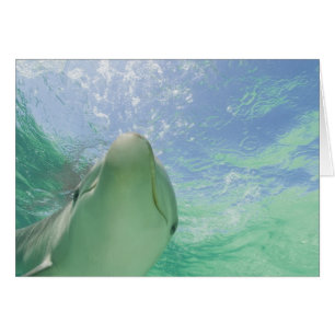 Dauphins à gros nez (Tursiops truncatus)