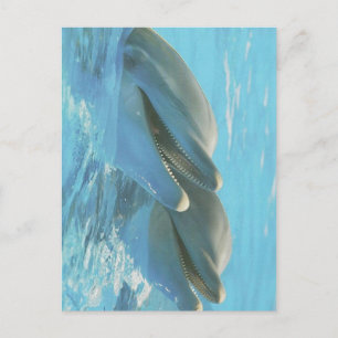 Dauphins Cozumel, Mexique Carte postale