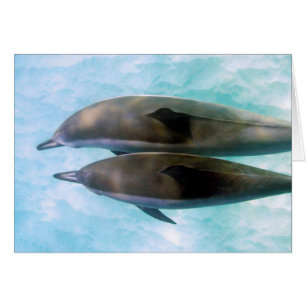 Dauphins de fileur   Oahu Hawaï