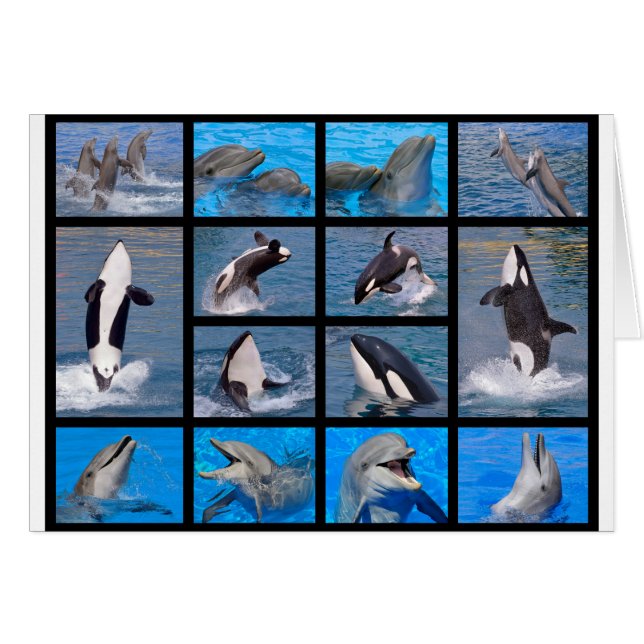 Dauphins et orques (Devant horizontal)