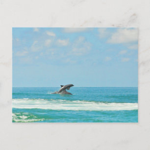Dauphins Sauvages Jouant Dans La Carte Postale Gul