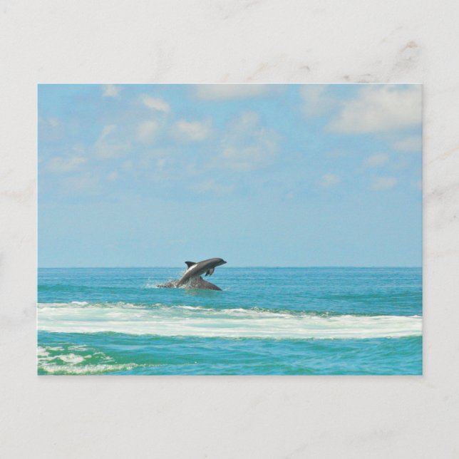 Dauphins Sauvages Jouant Dans La Carte Postale Gul (Devant)