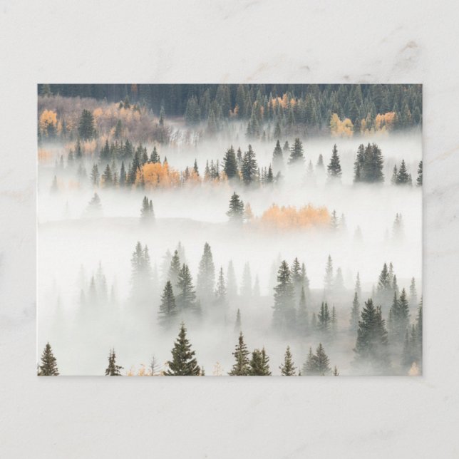 Dawn Ground Fog Covers Mountain Forest Postcard (Front)