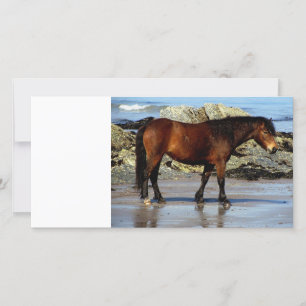 Daxrtmoor pony on remote beach in south Devon