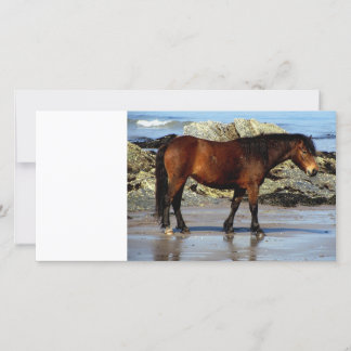 Daxrtmoor pony on remote beach in south Devon