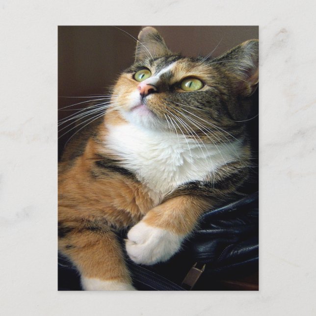 Day Dreamer Postcard (Front)
