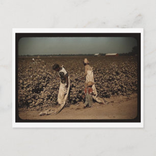 Day laborers picking cotton, near Clarksdale, MS Postcard