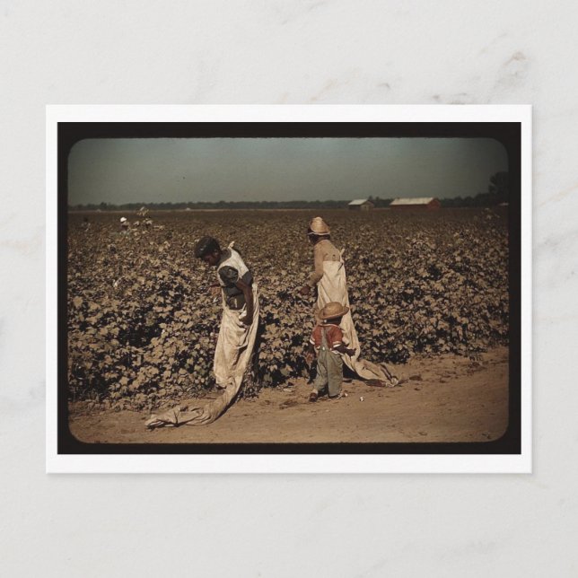 Day laborers picking cotton, near Clarksdale, MS Postcard (Front)