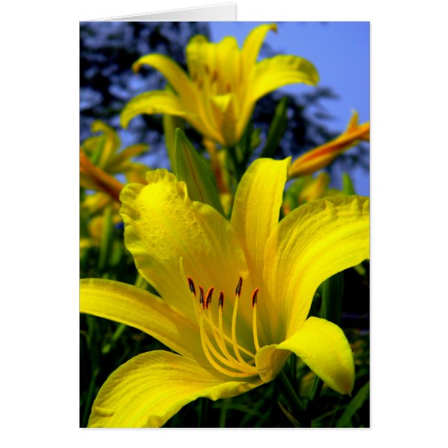 Day Lily Card (Front)