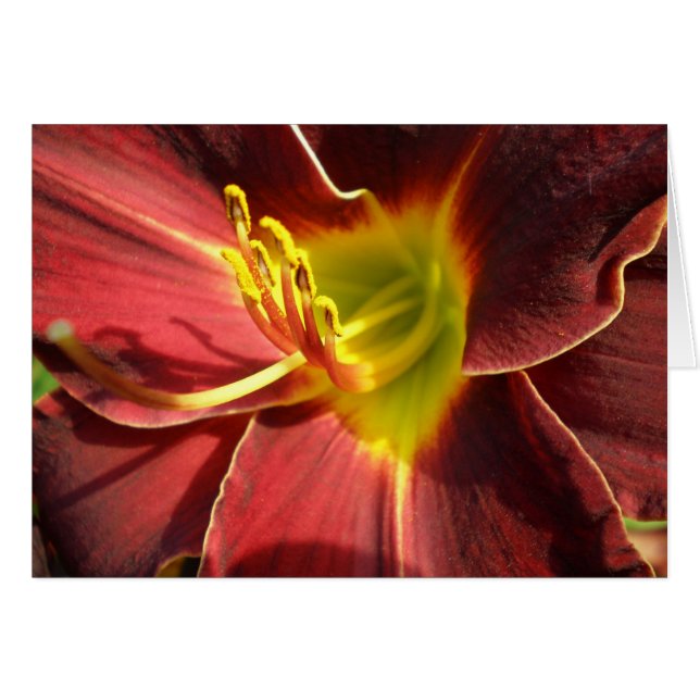 Day Lily - dark orange (Front Horizontal)
