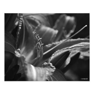 Day Lily In The Shadows Photo Print
