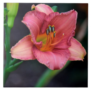 Day Lily Macro image Tile