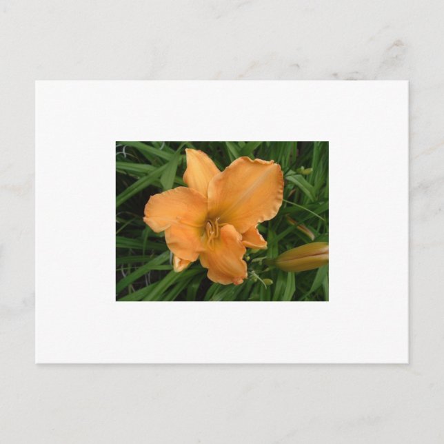 Day Lily Postcard (Front)