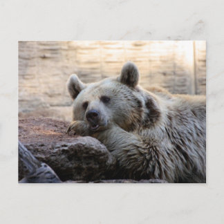 Daydreaming Bear Postcard