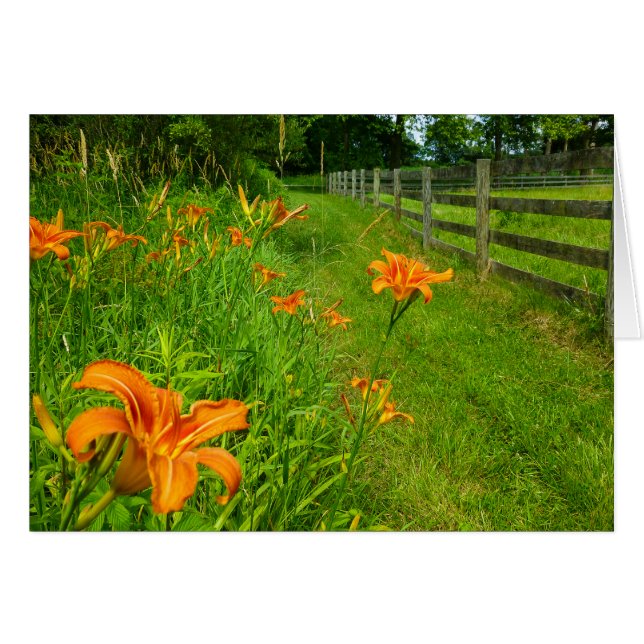 Daylilies along fenceline (Front Horizontal)